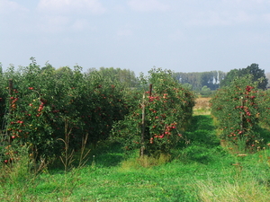 De oogst komt dichtbij
