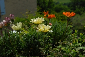 Bloemen
