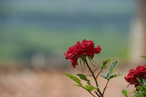 Bloem