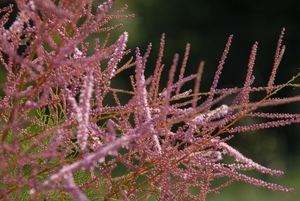 Struik met bloemen