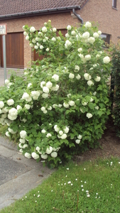 w IEPER 019