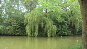 w IEPER 020