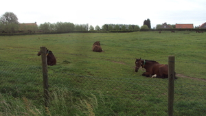 w ZONNEBEKE 007