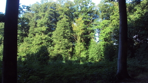 w GELUVELD 003