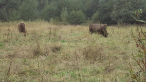 w OOSTKAMP 013