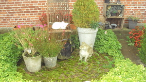 w BOEZINGE 003