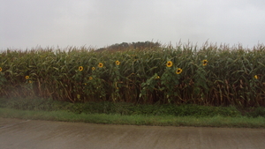 w BOEZINGE 010