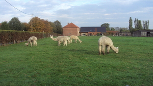 w TORHOUT 003