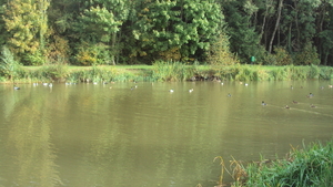 w TORHOUT 007
