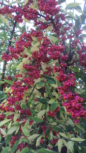 w ARDOOIE 002