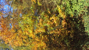 w ARDOOIE 020