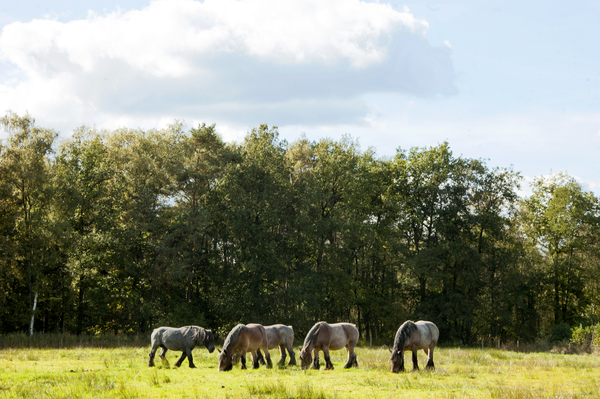 herfstlandschap001