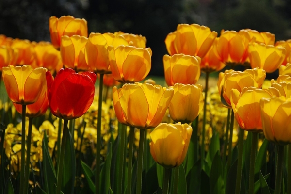 tulpen