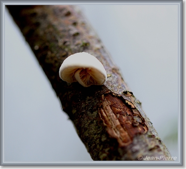 Wit oorzwammetje (s.l.)- Crepidotus variabilis sl