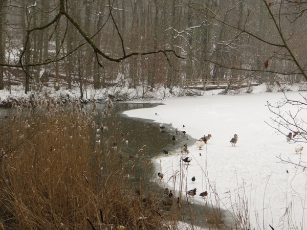 2013-01 26 Leuven 019