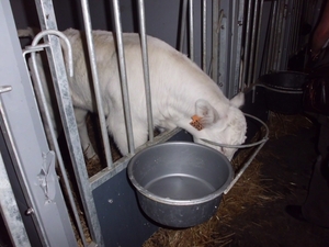 bezoek boerderij Blockeel 19.06.2012 005