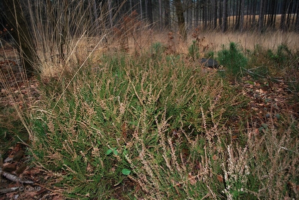 2012-01-08 JanMed Averbode  (152)