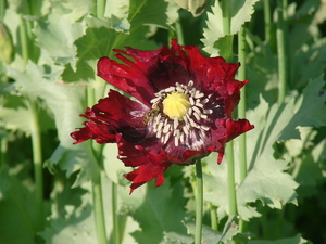 papaver
