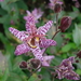 tricyrtis