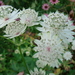 astrantia