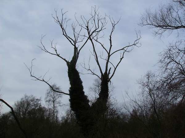 Hemiksem Februari 2013 015