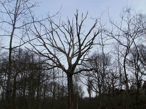 Hemiksem Februari 2013 019