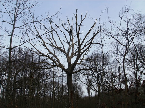 Hemiksem Februari 2013 019