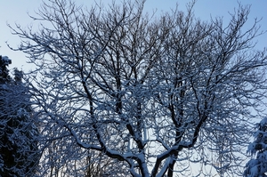 Sneeuwfoto\'s-2013