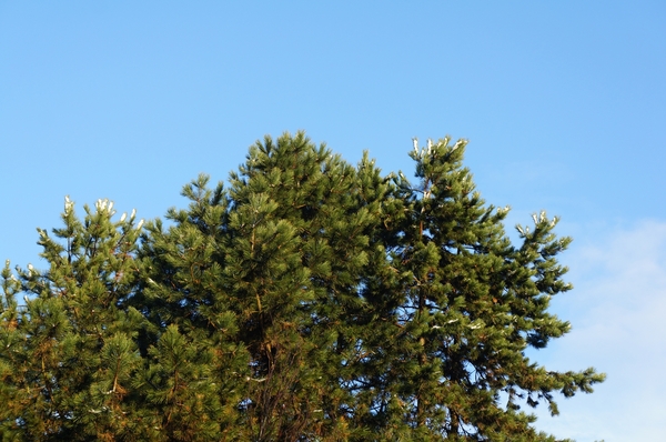 Roeselare-1ste sneeuw 7-12-12