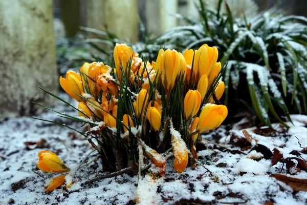 Roeselare-sneeuw-18-2-16