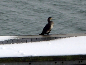 Zeeland Zierikzee 26 -1- 2013 019