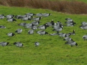 zierikzee 23122012 038