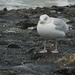 zierikzee 23122012 040