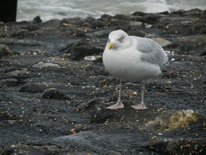 zierikzee 23122012 040