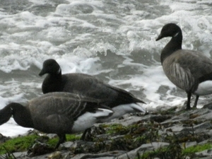 zierikzee 23122012 076