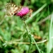 Apollovlinder01