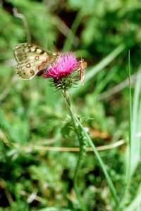 Apollovlinder01