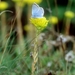 Blauwtje01