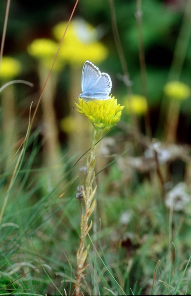 Blauwtje01
