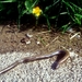Hazelworm01