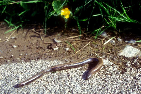 Hazelworm01