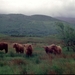 Highlanders01
