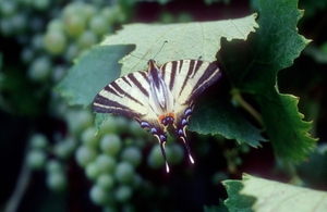 Koningspage01