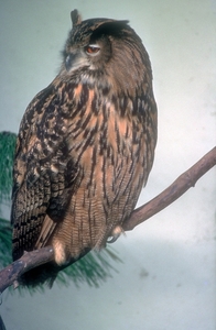 Oehoe01