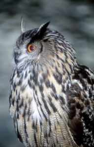 Oehoe02