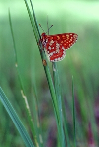 Paarlemoervlinder01
