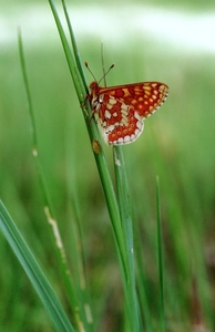 Paarlemoervlinder02
