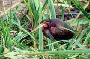 Purperreiger01