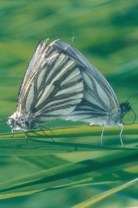 Vlinders01