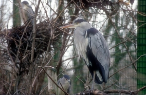Zilverreiger01